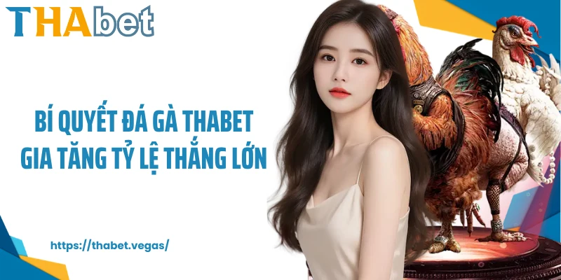 Bí quyết đá gà Thabet gia tăng tỷ lệ thắng lớn