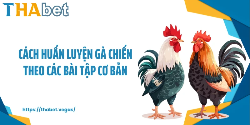 Cách huấn luyện gà chiến theo các bài tập cơ bản