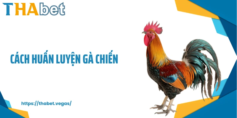 Cách huấn luyện gà chiến