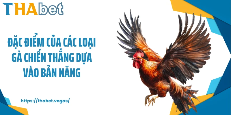 Đặc điểm của các loại gà chiến thắng dựa vào bản năng