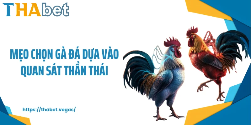 Mẹo chọn gà đá dựa vào quan sát thần thái